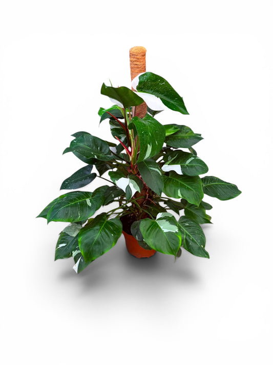Philodendron White Princess |  P.25cm -  H.125 cm