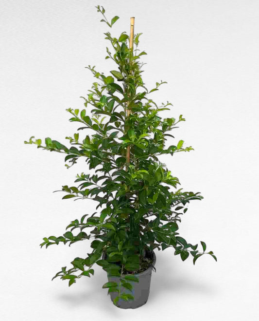 Eugenia Piramide |  P.14cm H.75 cm