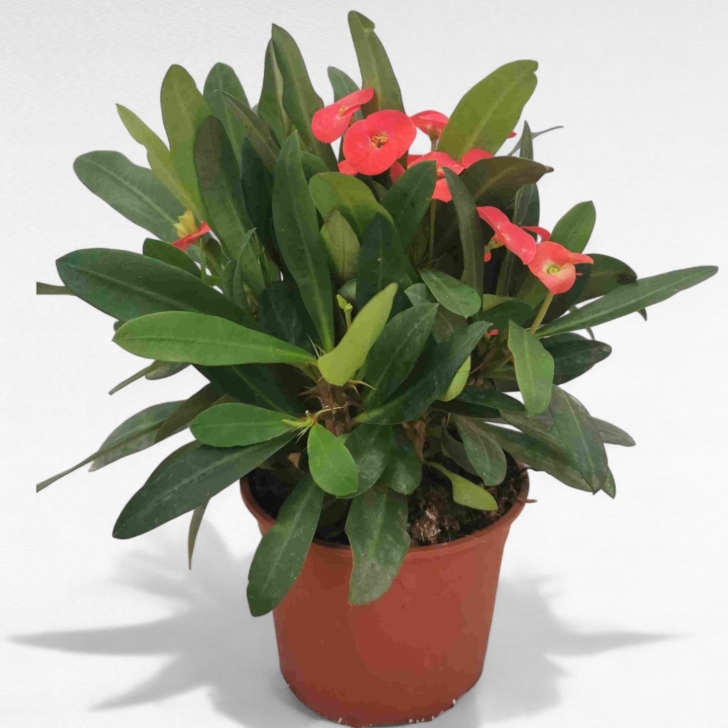 Euphorbia Milli |  P.14cm H.30 cm
