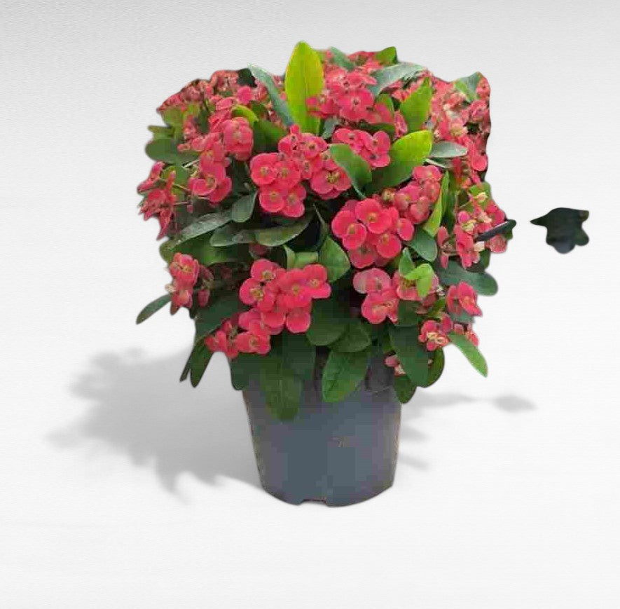Euphorbia Milli |  P.17cm H.50 cm