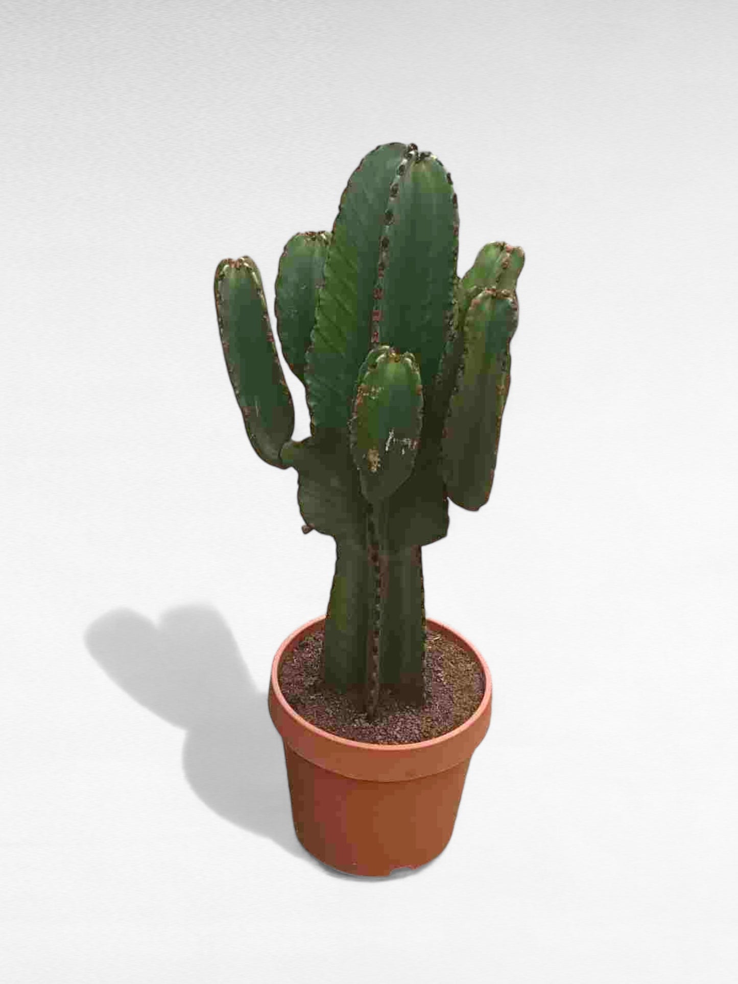 Euphorbia Ingens |  P.24cm H.75 cm