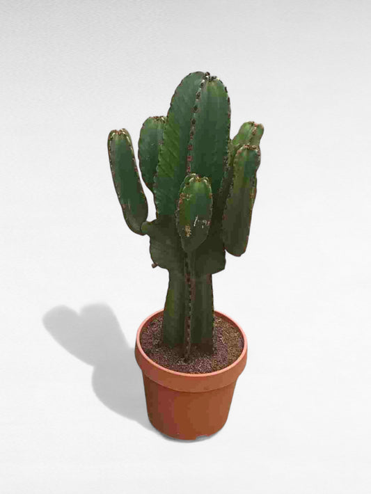 Euphorbia Ingens |  P.24cm H.75 cm