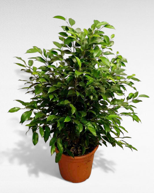 Ficus Natasja |  P.20cm H.60 cm