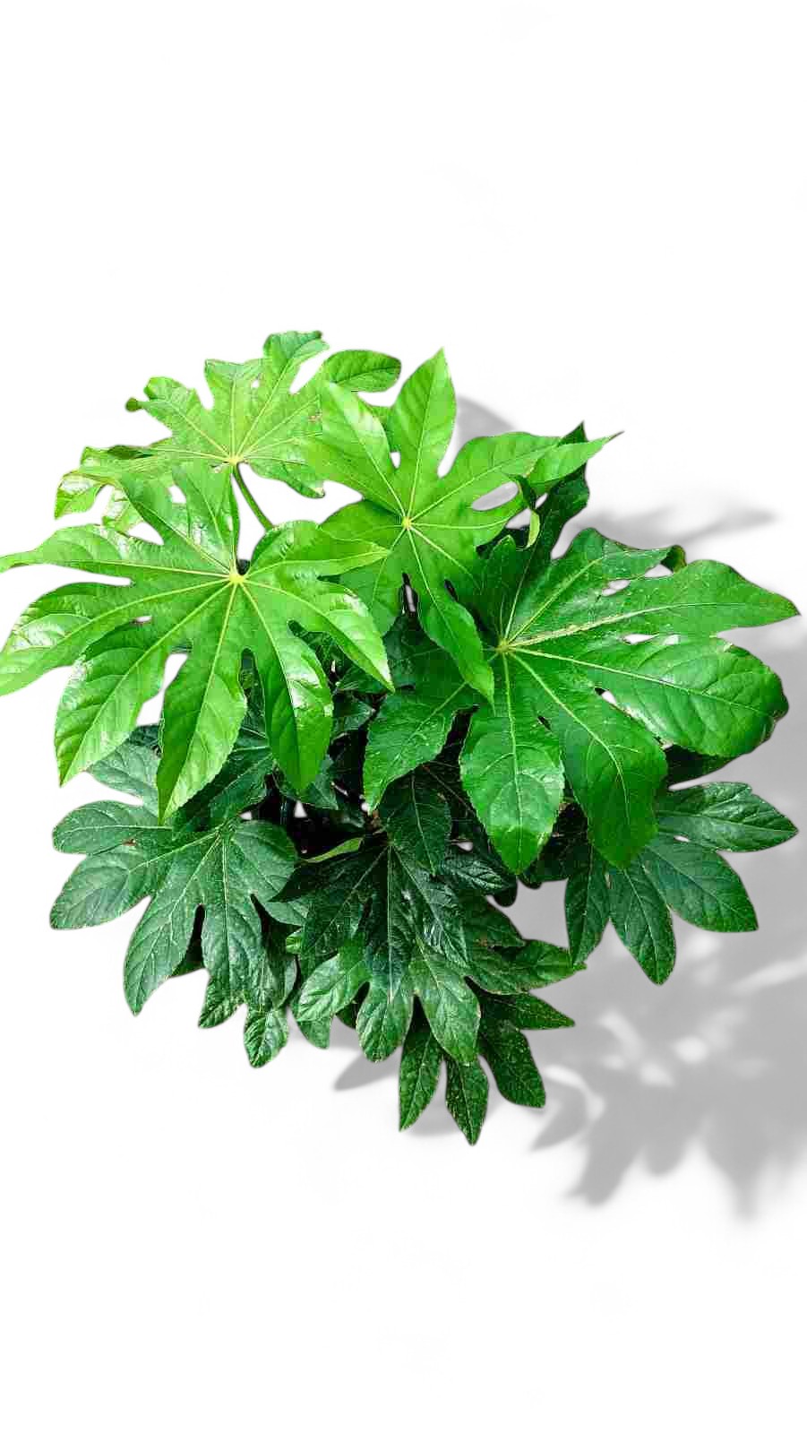 Fatsia Jap | Aralia Spider Web |  P.17cm -  H.60 cm