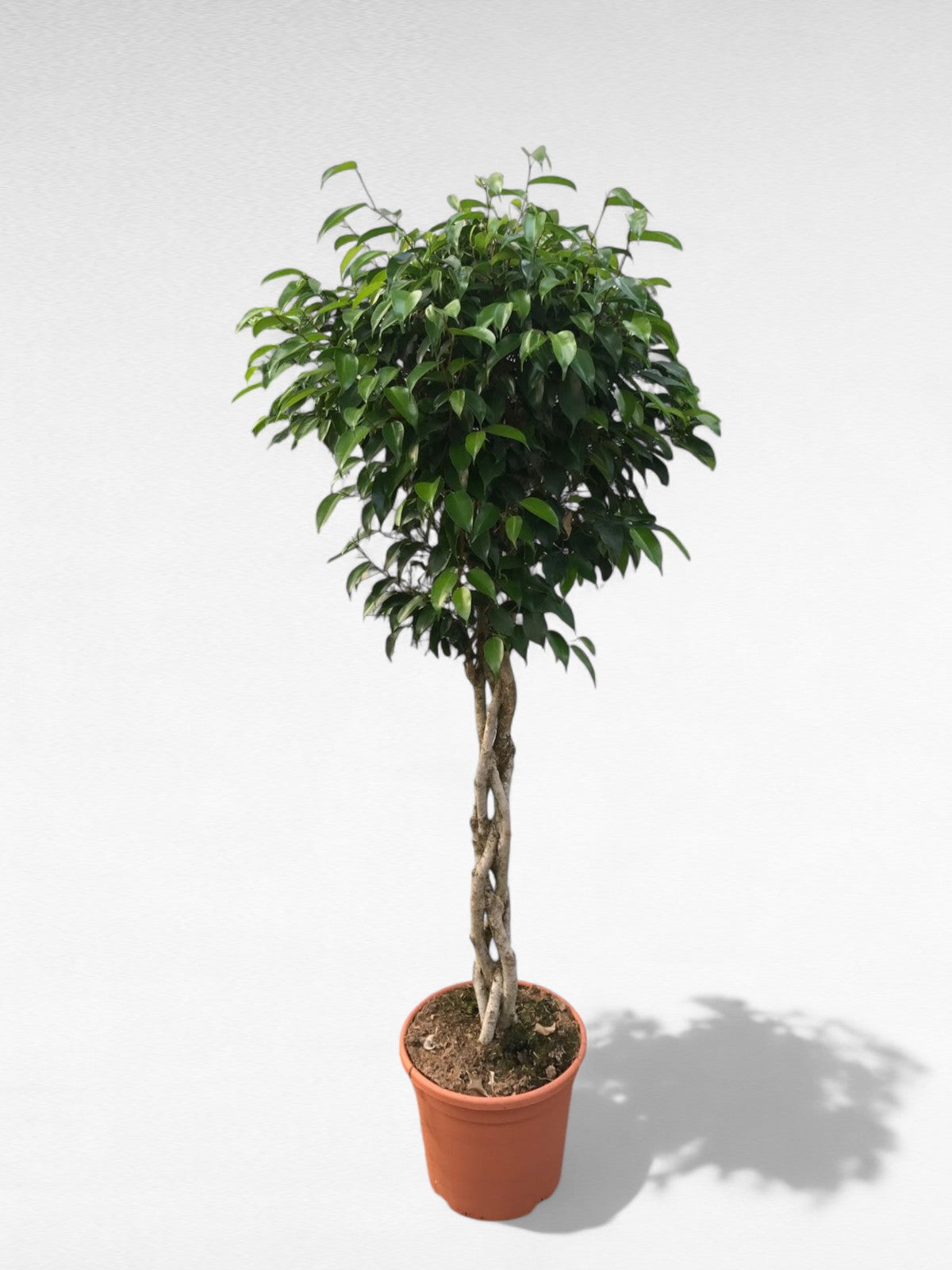 Ficus Benjamina Trenza "Exotica" |  P.30cm H.145 cm