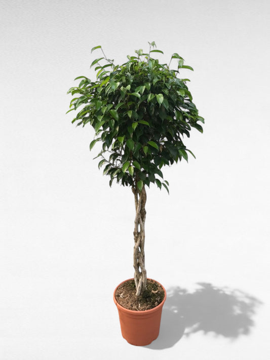 Ficus Benjamina Trenza "Exotica" |  P.30cm H.145 cm