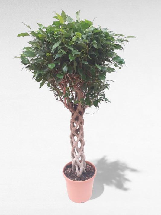 Ficus Benjamina Columna |  P.30cm H.145 cm