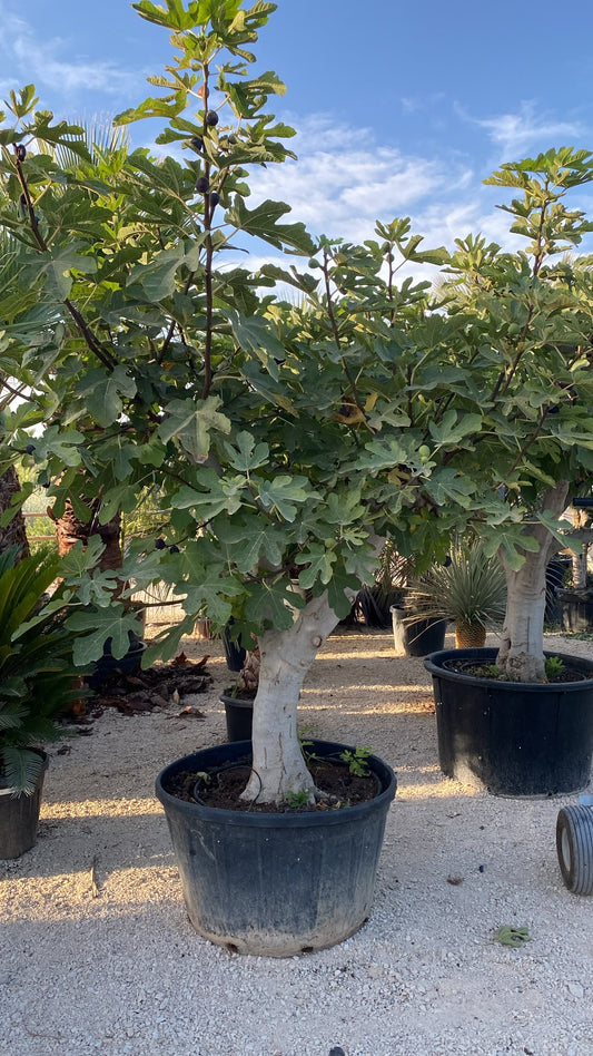Ficus carica 5060 180l |  P.75cm H.240