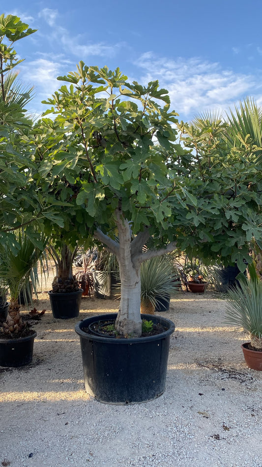 Ficus carica 6070 180l |  P.75cm H.250