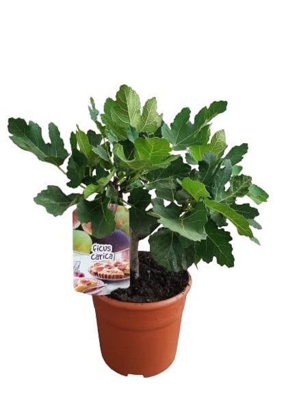 Ficus Carica Mini "Bush" |  P.19cm -  H.60 cm