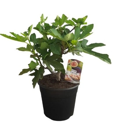 Ficus Carica "Bush" |  P.25cm -  H.50 cm