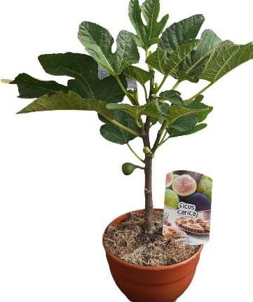 Ficus Carica Mini Stem Bowl |  P.20cm -  H.50 cm