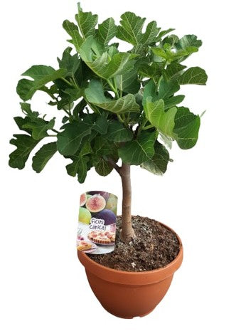 Ficus Carica Mini Stem Bowl |  P.25cm -  H.70 cm