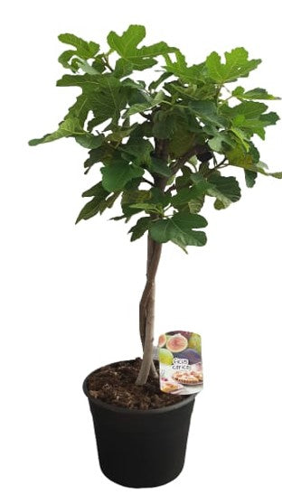 Ficus Carica Mini Stem Black & White |  P.25cm -  H.80 cm