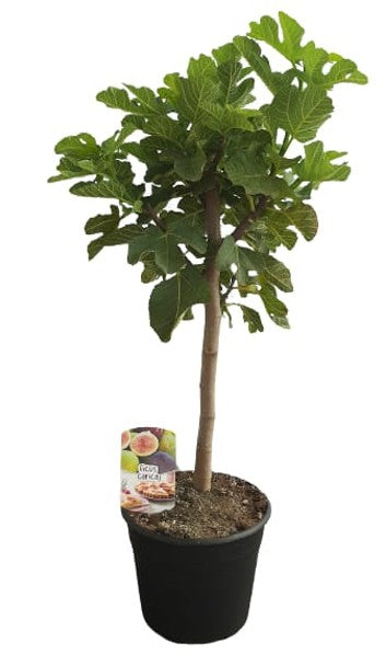 Ficus Carica Mini Stem |  P.25cm -  H.80 cm