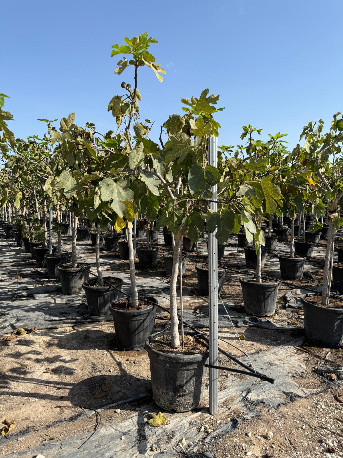 Ficus carica c35l |  P.40cm -  H.150 cm