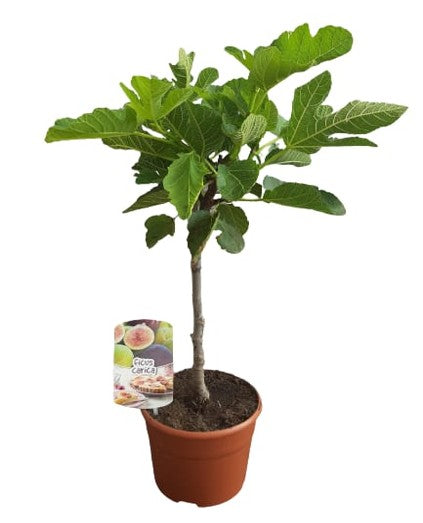 Ficus Carica Stem  |  P.19cm -  H.60 cm