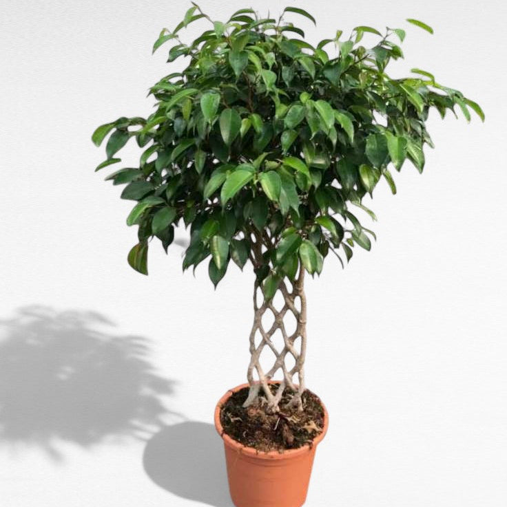 Ficus Benjamina Espaldera |  P.25cm H.110 cm