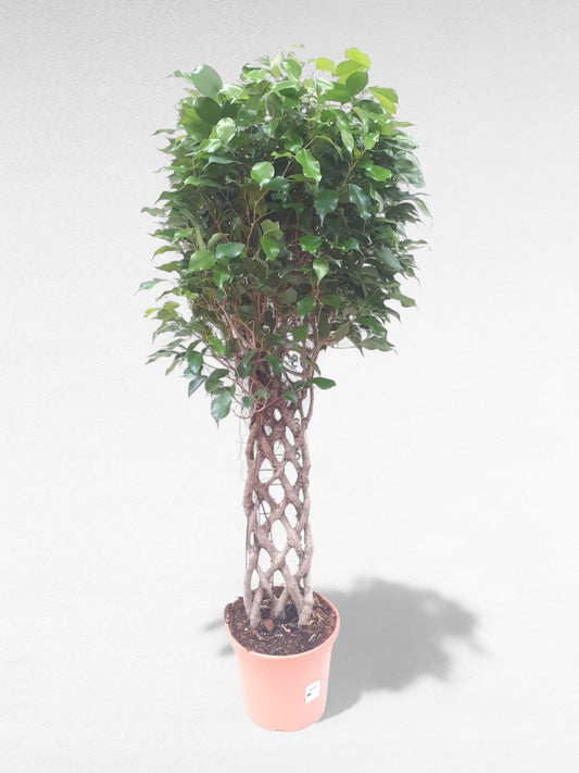Ficus Benjamina Espaldera |  P.30cm H.140 cm