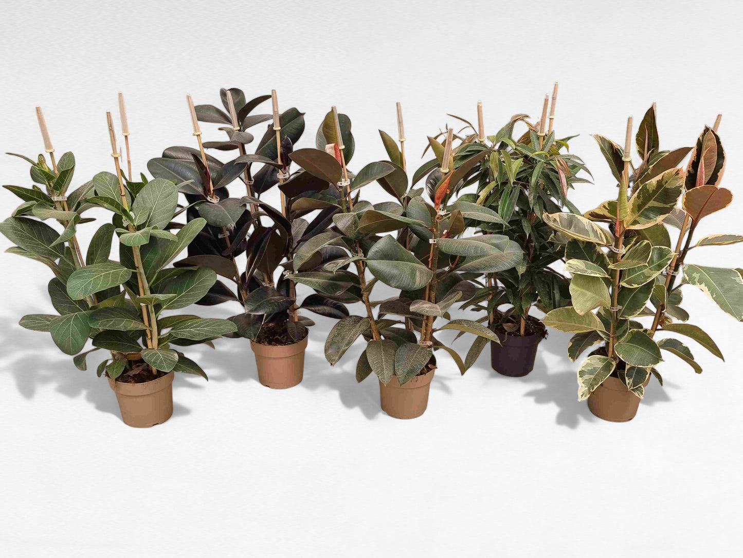 Ficus Mix |  P.20cm H.80 cm