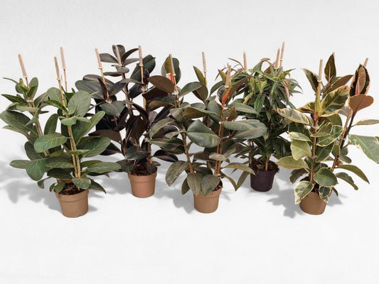 Ficus Mix |  P.20cm H.80 cm