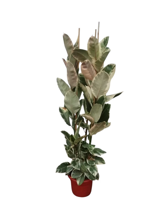 Ficus Elastica Tineke 3PP |  P.40cm -  H.210 cm