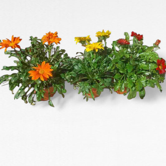 Gazanias |  P.13cm H.30 cm