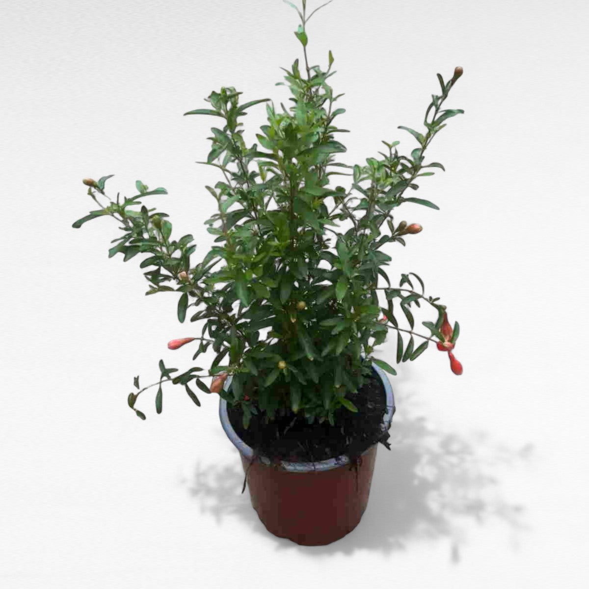 Punica Granatum small |  P.14cm H.30 cm