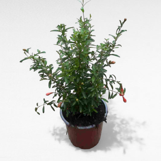 Punica Granatum small |  P.14cm H.30 cm