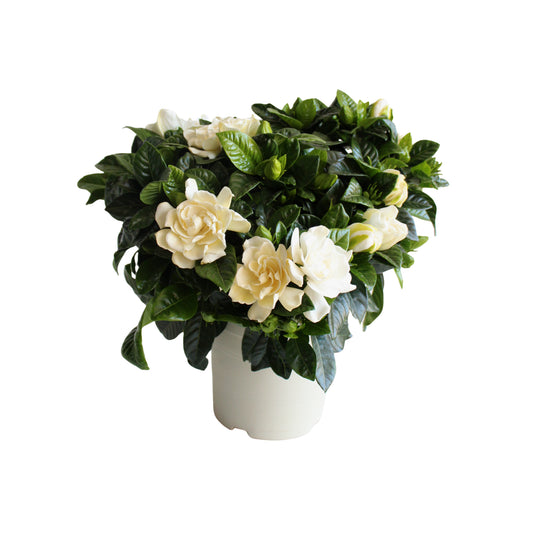 Gardenia Jasminoides Bush |  P.15cm H.38 cm