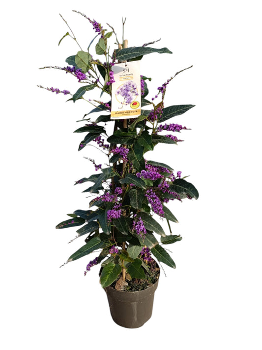 Hardenbergia Pyramide |  P.17cm H.70 cm