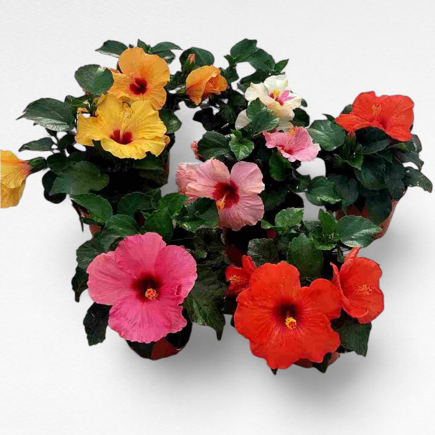 Hibiscus Sinensis |  P.14cm H.40 cm