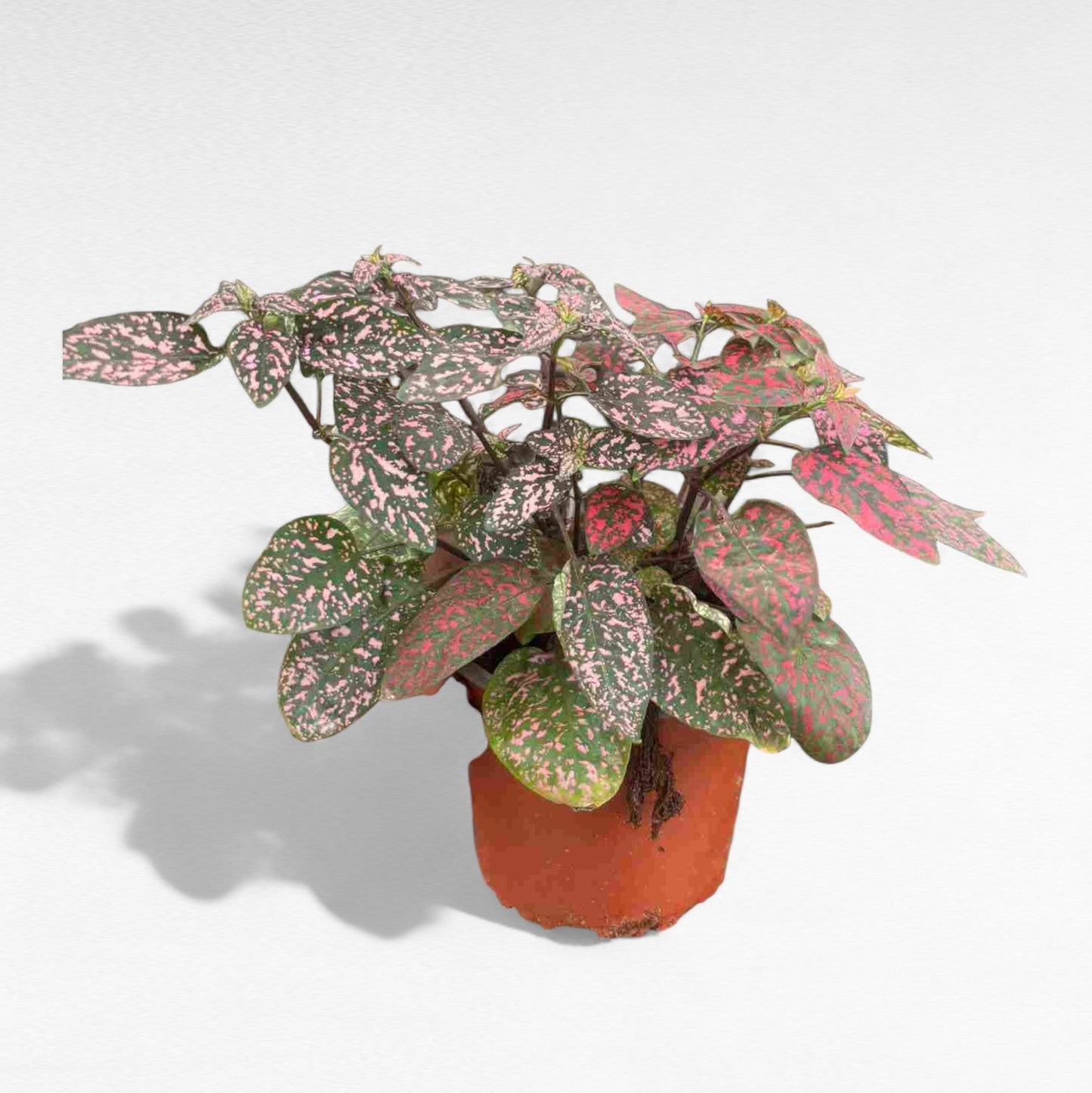 Hypoestes phyllostachya |  P.13cm H.30 cm