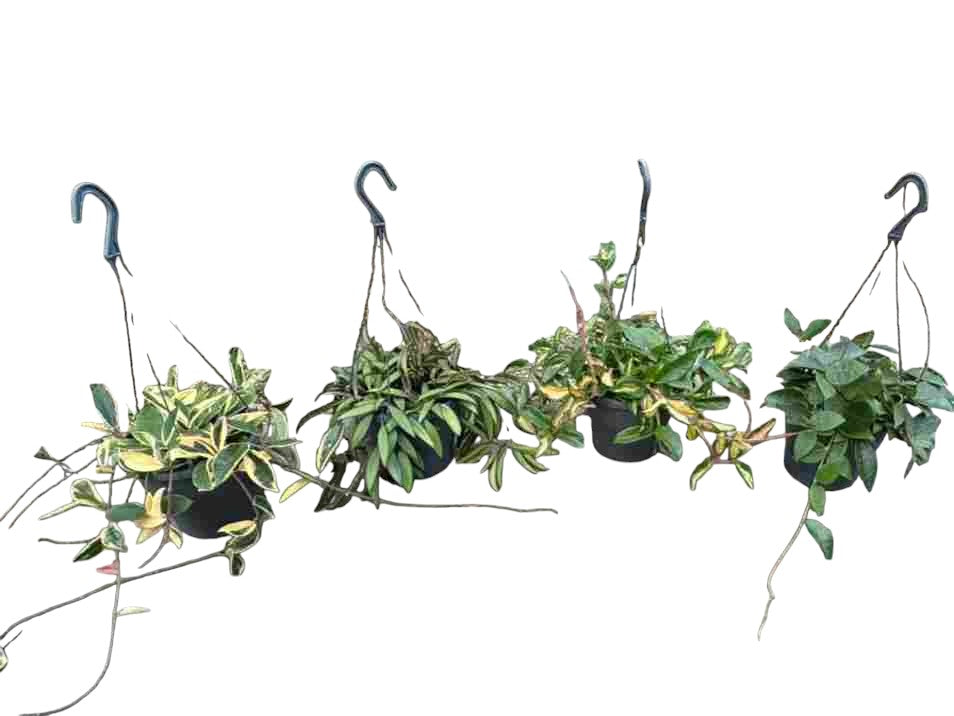 Hoya Mix Hang | Colgar |  P.19cm -  H.45 cm