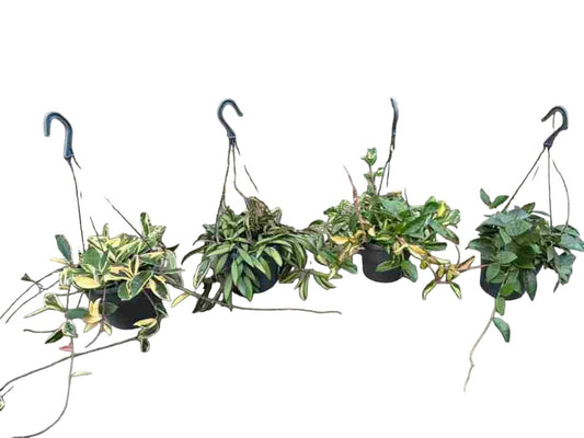 Hoya Mix Hang | Colgar |  P.19cm -  H.45 cm