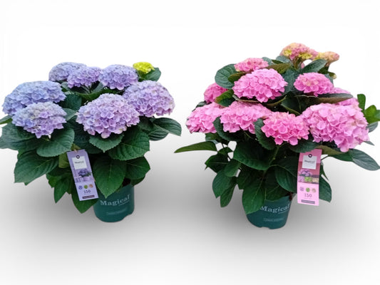 Hydrangea Magical Bush |  P.14cm H.38 cm