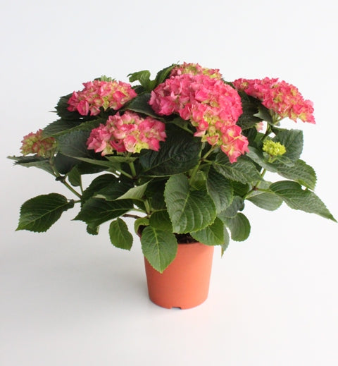 Hydrangea Magical Bush |  P.20cm H.50 cm