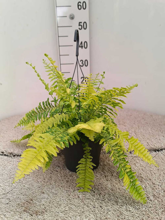 Nephrolepis Tiger |  P.19cm H.40 cm