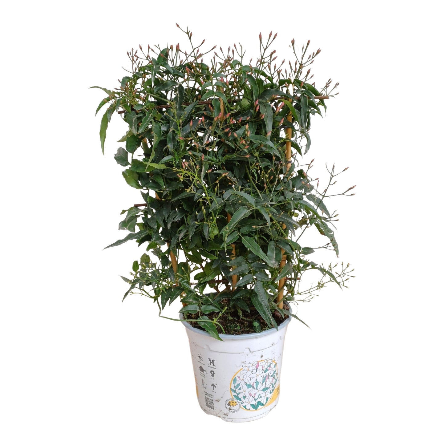 Jasminimum Polyanthum Spalier |  P.14cm H.40 cm