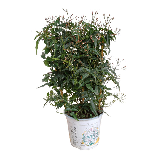 Jasminimum Polyanthum Spalier |  P.14cm H.40 cm