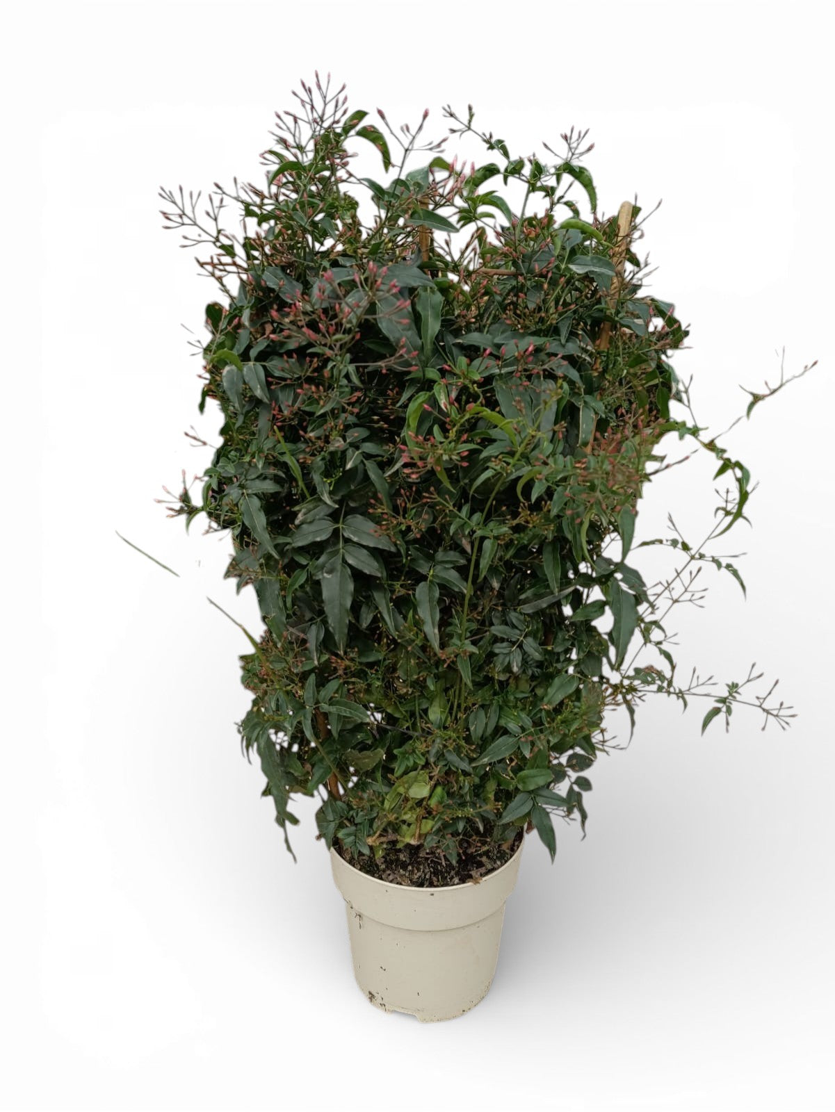 Jasminimum Polyanthum Spalier |  P.17cm H.60 cm