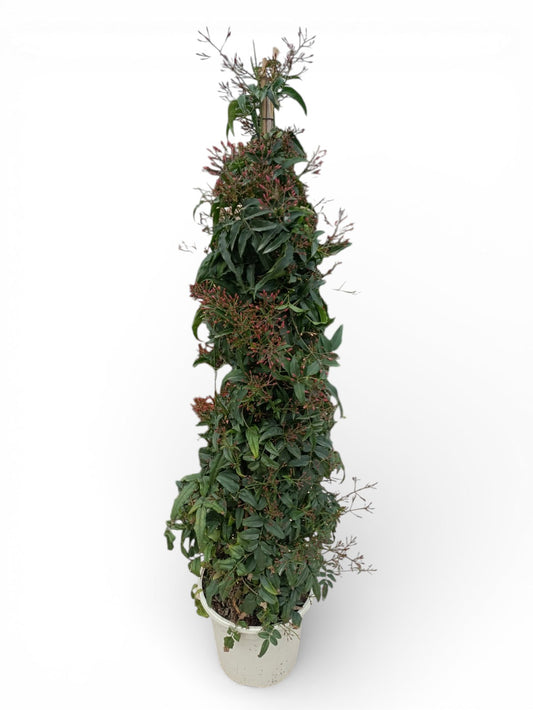 Jasminimum Polyanthum Pyramide |  P.20cm H.90 cm