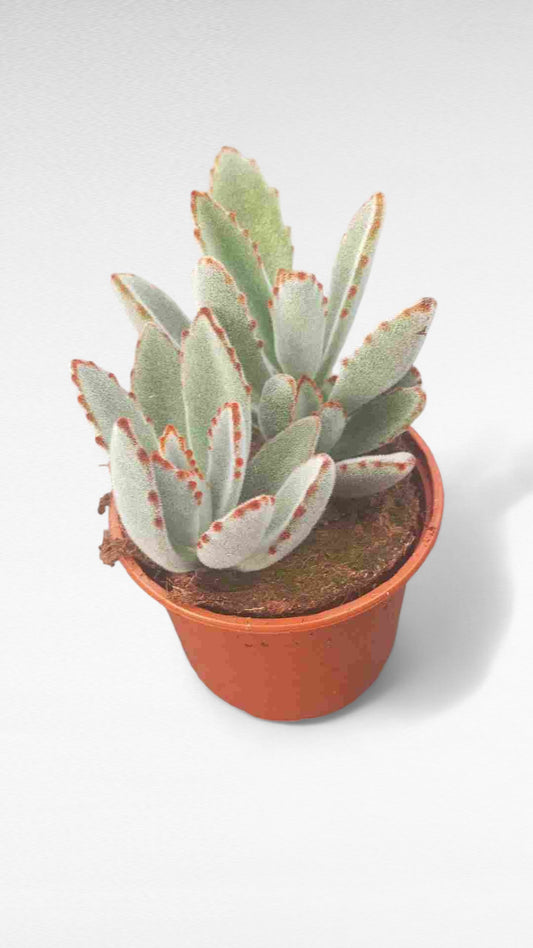 Kalanchoe Tomentosa |  P.11cm H.20 cm