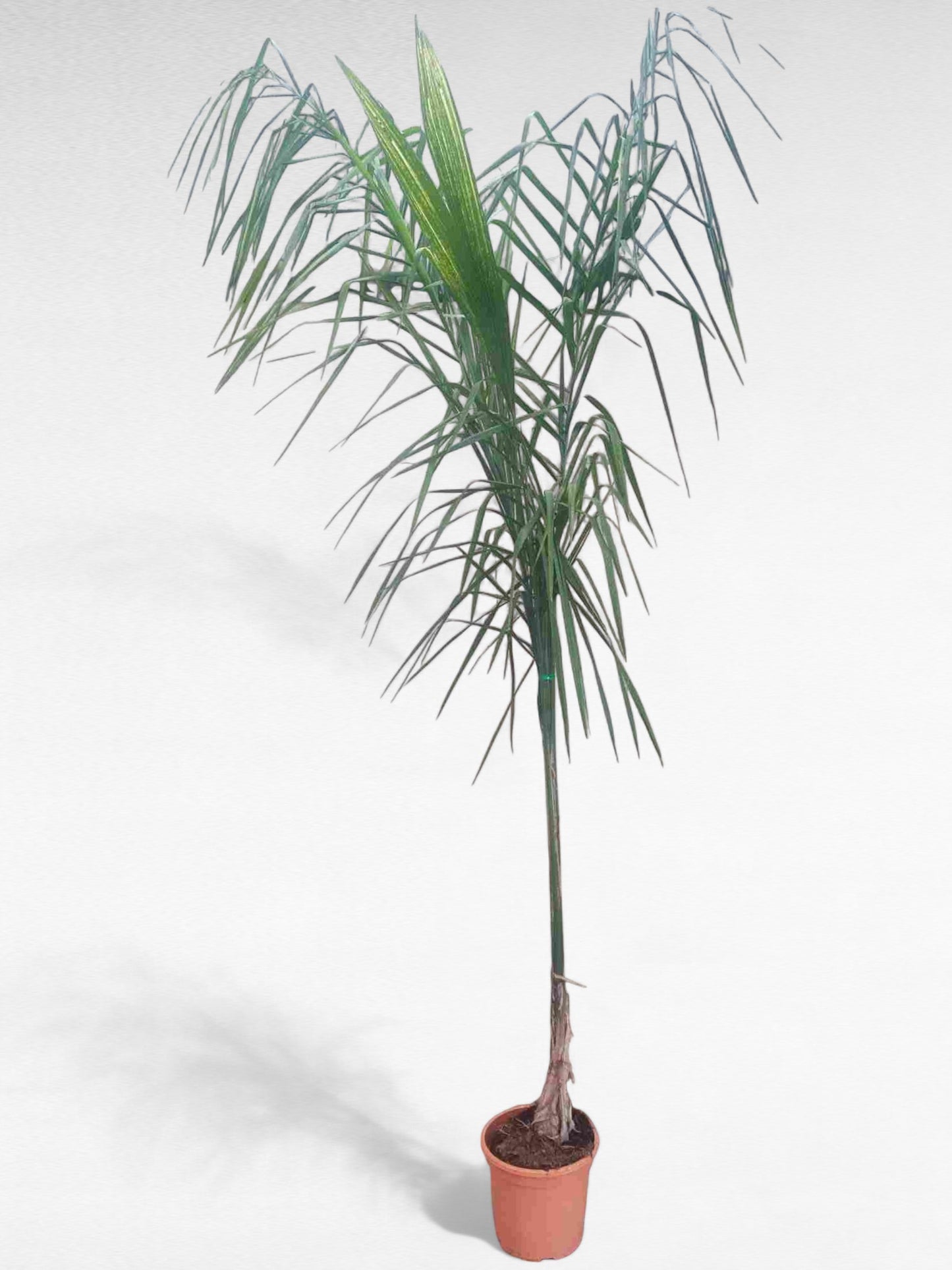 Syagrus Romanzoffiana |  P.25cm H.180 cm