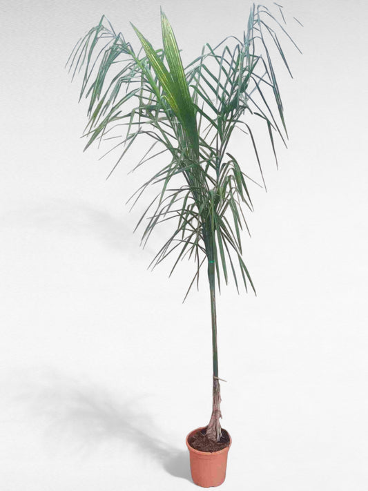 Syagrus Romanzoffiana |  P.25cm H.180 cm