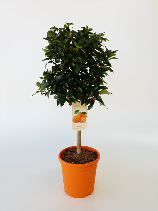 Kumquat Citrus Stamm |  P.23cm H.90 cm