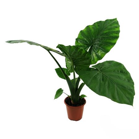 Alocasia Macrorrhiza 2 stam 35-40/50 |  P.30cm -  H.90 cm