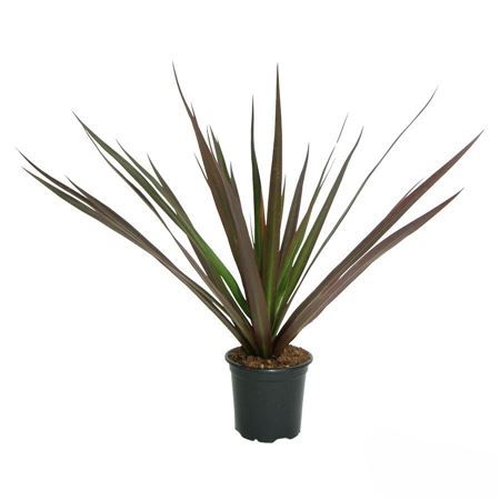 Dracaena Magenta | 60.30.15 |  P.20cm -  H.90 cm