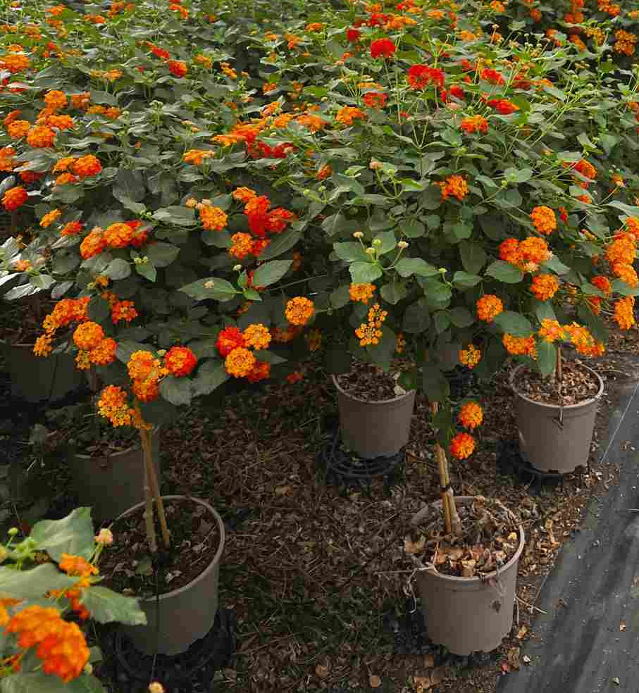 Lantana Camara Stem |  P.20cm H.70 cm