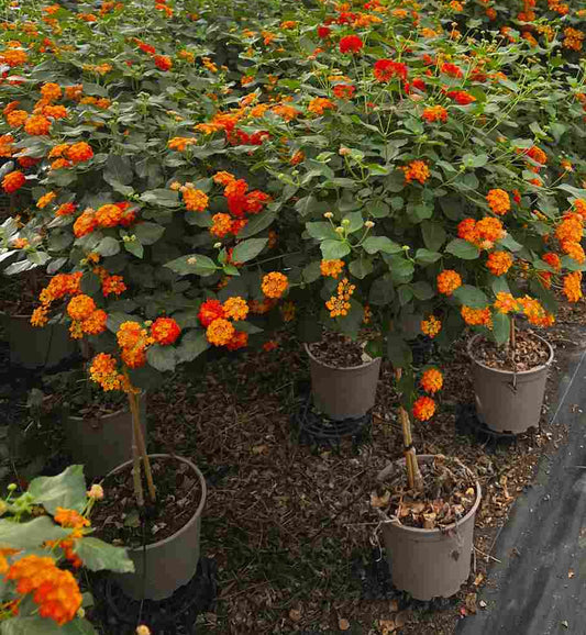 Lantana Camara Stem |  P.20cm H.70 cm